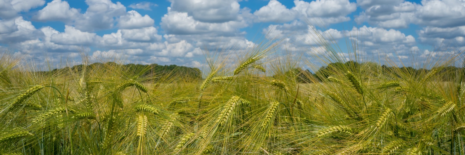 Instant Sardines banner