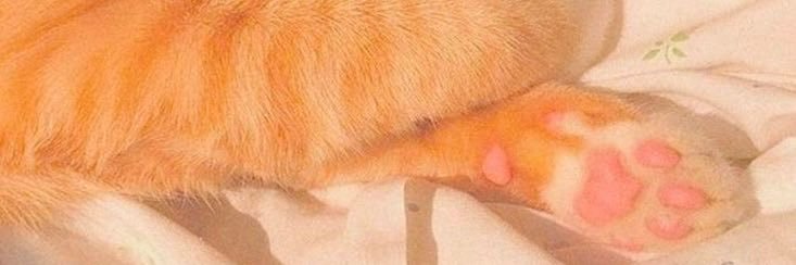 rune 🐾 banner