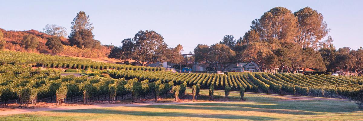 rusackwines's profile banner image