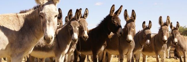 bemtevi do pix ⨂🇾🇪 banner
