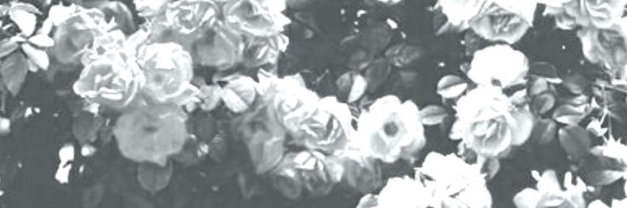 florannel23's profile banner image