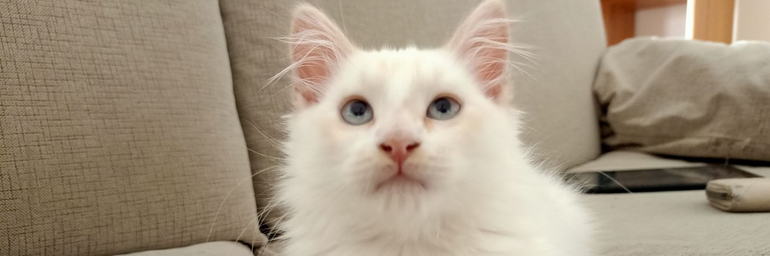 saraasousaaa_'s profile banner image