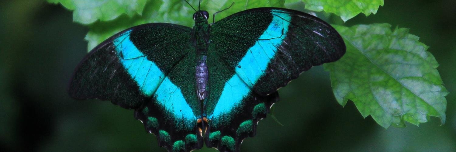 Hyacinth Schaeffer banner