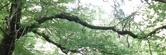 AberCommWood's profile banner image