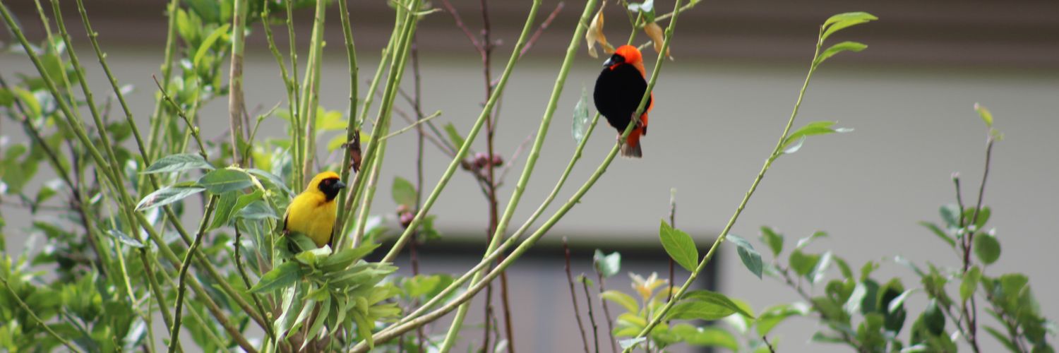 Pingistu's profile banner image