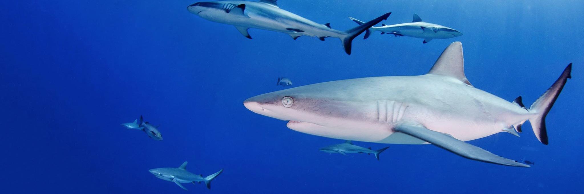 DivePhotoGuide - Underwater Photography & Video banner