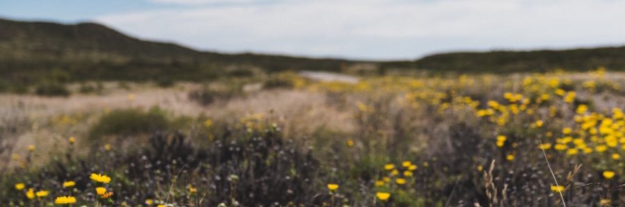 lulitasso's profile banner image