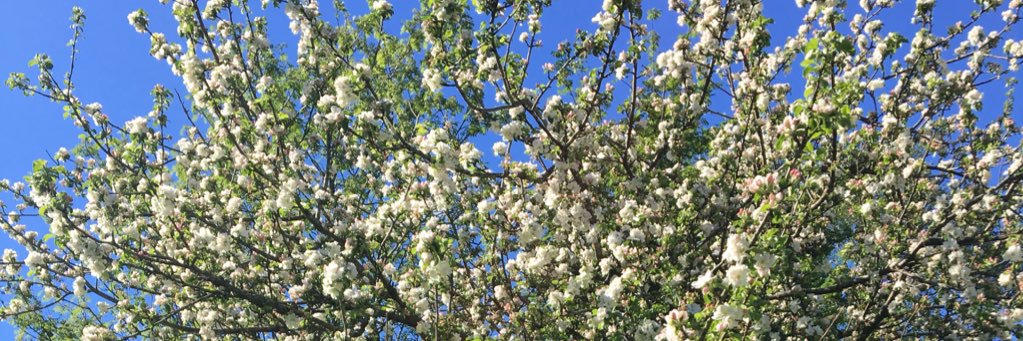 Ingebjørg Flyum Bjørlo banner