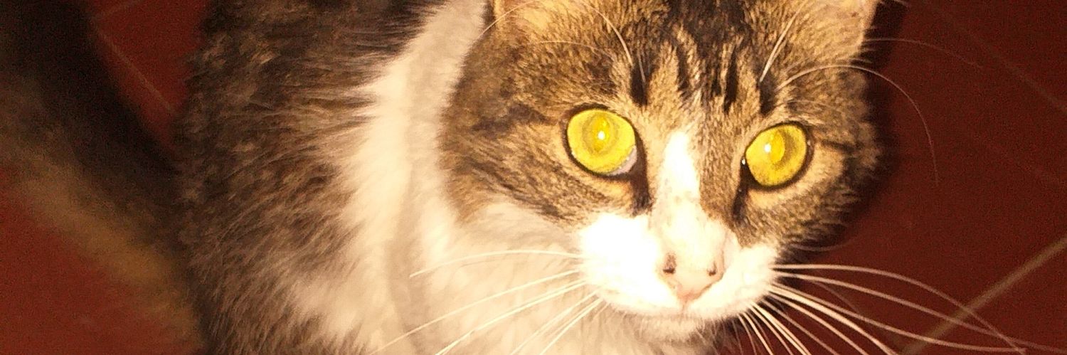 catta3400's profile banner image