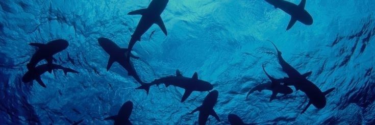 z - bea jurídico sam dickinson 🦈 banner