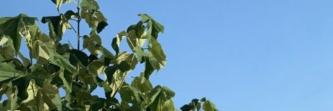gaze_dong's profile banner image