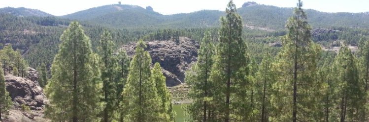 Roque Cardona banner