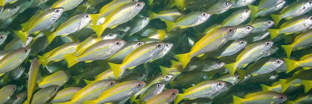 DZG section Behavioural Biology banner