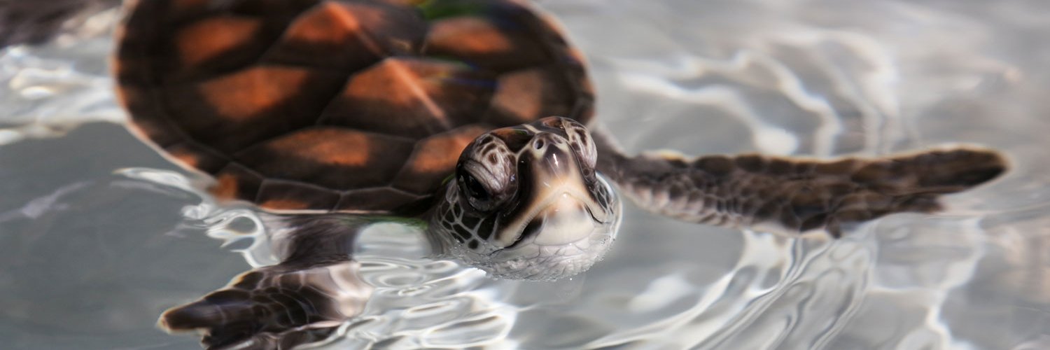 James Cook Uni banner