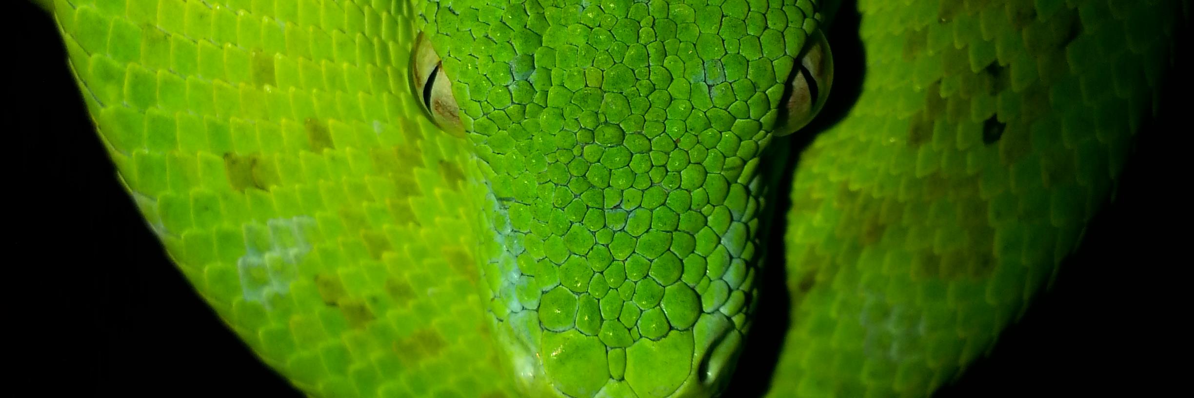 Petes_Pythons's profile banner image