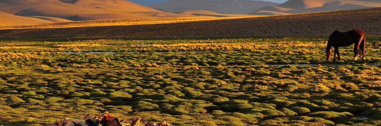 Enrique Pinedo banner