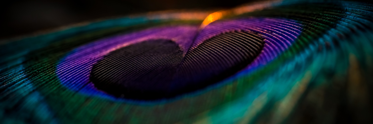 Ella Csuka banner