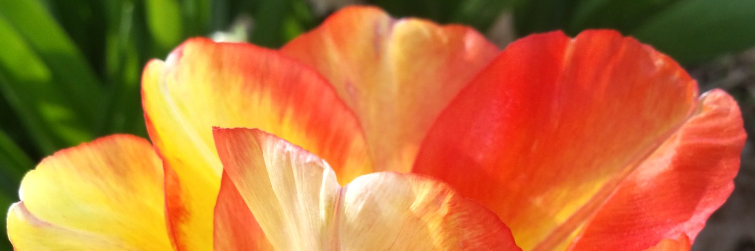 AngelaKBoyle's profile banner image