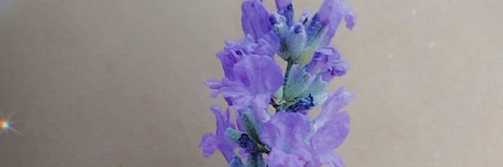 ElixaMi's profile banner image