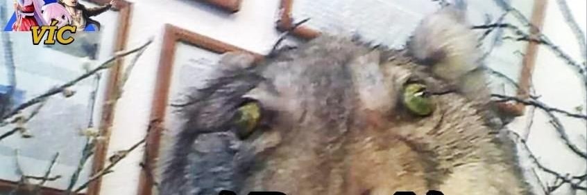 binipry's profile banner image