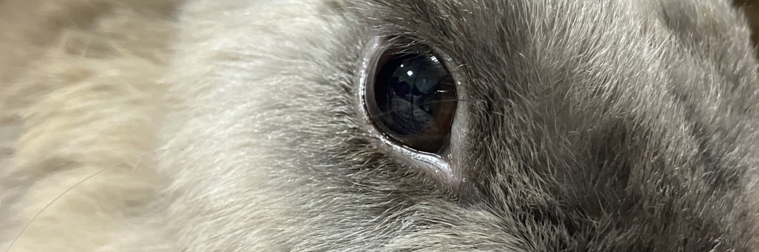 ウサギの部屋 banner