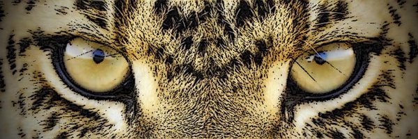 Athletics_LISD Profile Banner