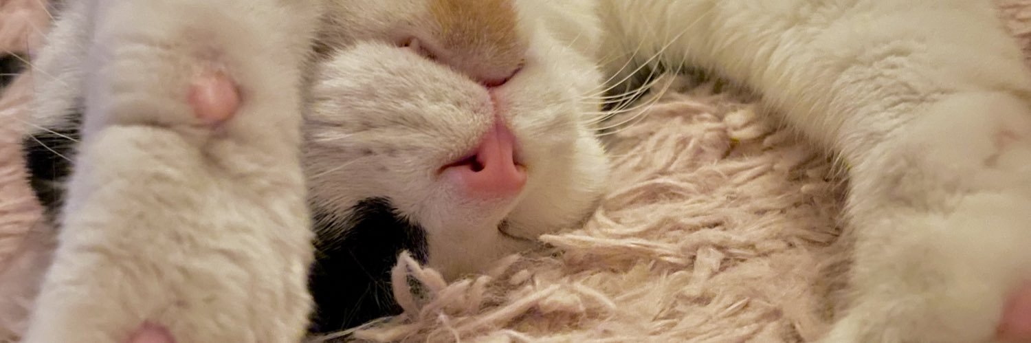 jellybal's profile banner image