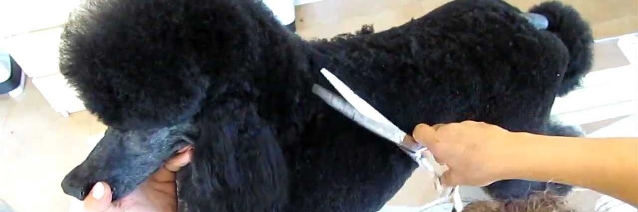 Pet_Wash's profile banner image