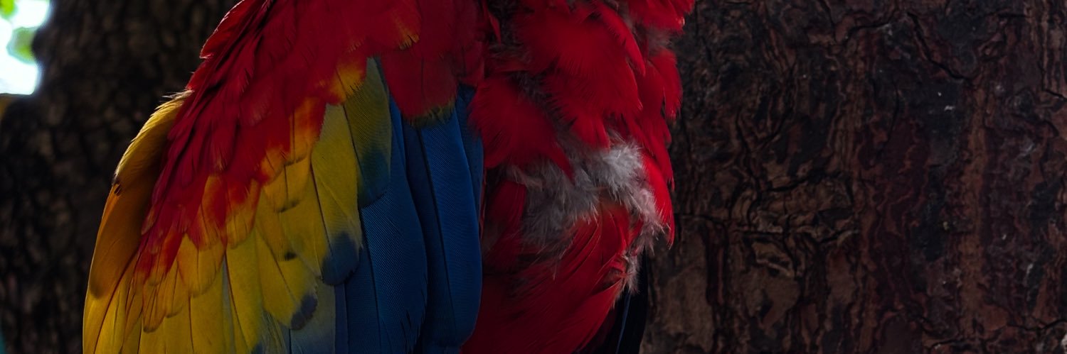cp_fiona's profile banner image