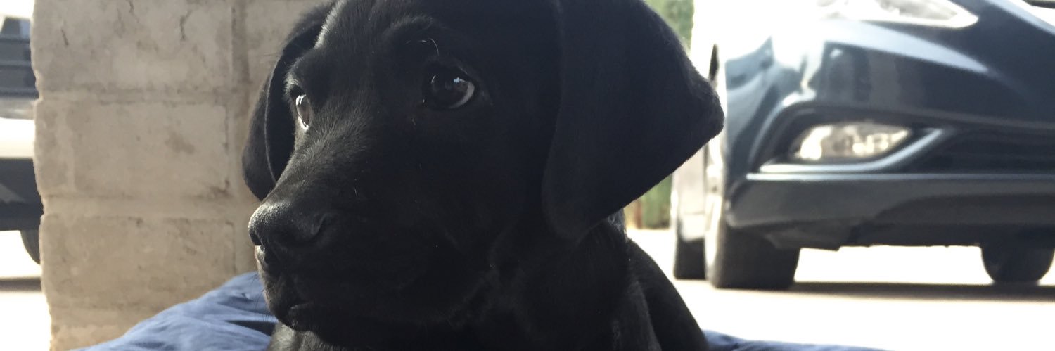 casscassbear's profile banner image