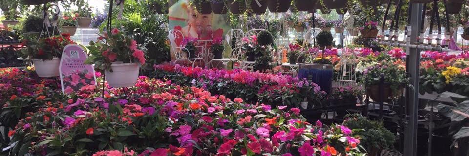 DutchGrower's profile banner image