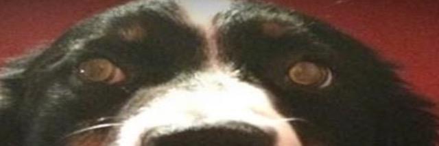 yolobror's profile banner image