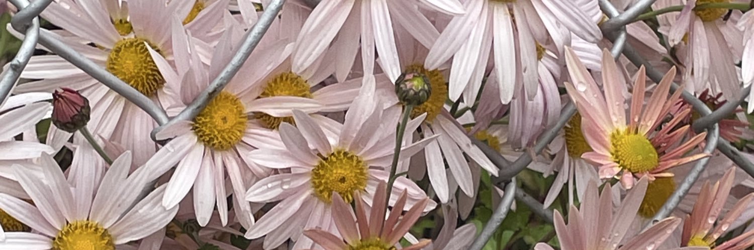 tatortoise's profile banner image