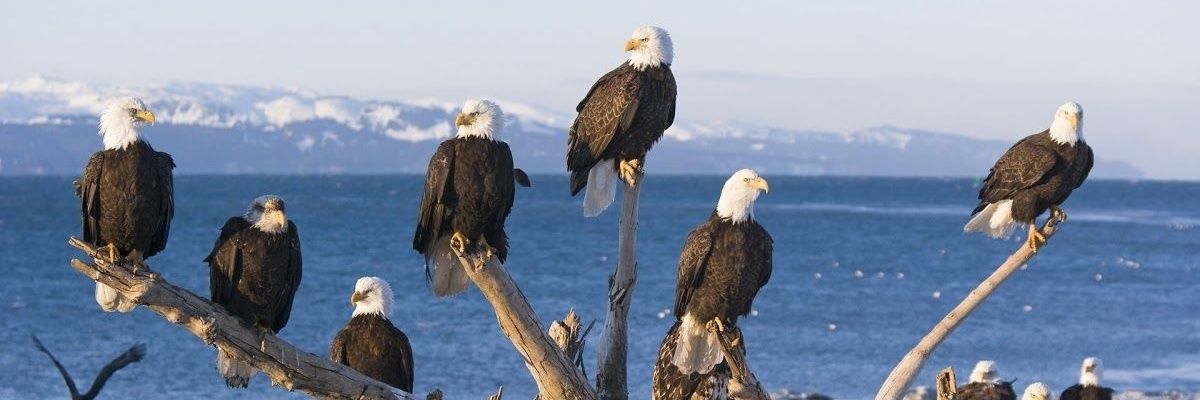 Hi Spacehoney, I'm Home! banner