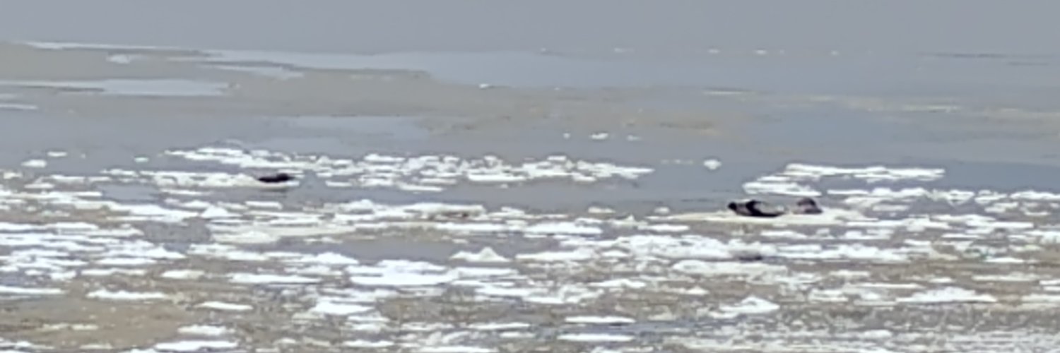 Seals, Stigma and Survival banner