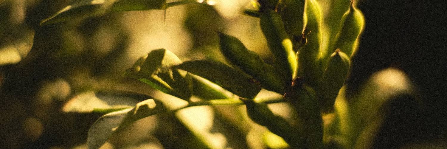 prairiefava's profile banner image