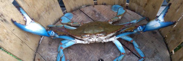 DILLIGAF7018 Profile Banner