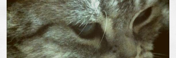andyz_ca banner