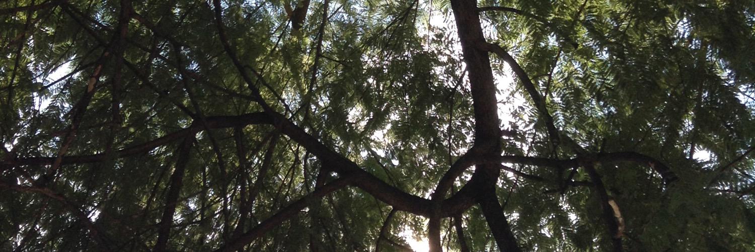 adellio 🐶🌻☀️ banner