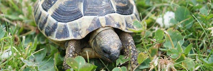 exoticpets's profile banner image