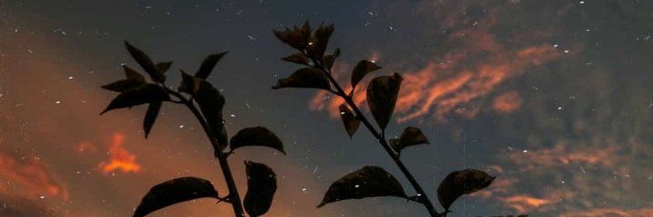 pevicah's profile banner image