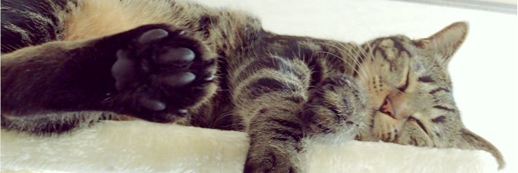 cat10805's profile banner image