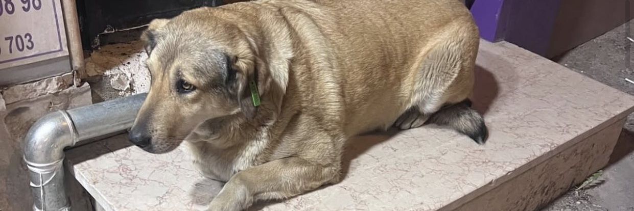 victory ✌✌✌ banner