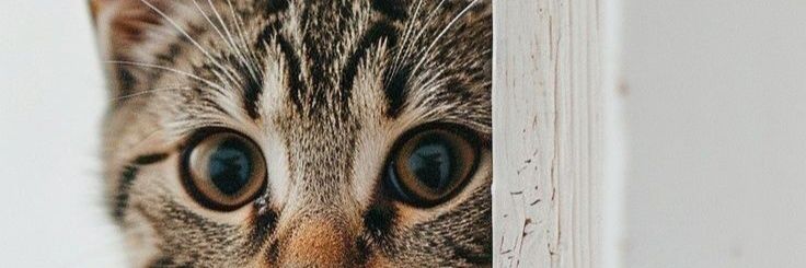 vanillasbluee's profile banner image