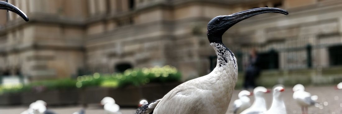 Gordon the Ibis for PM banner