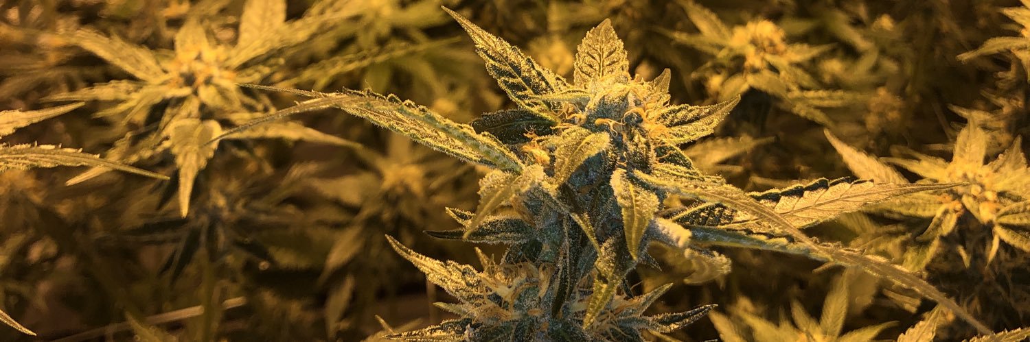 Ask Chad Grassy Logic banner