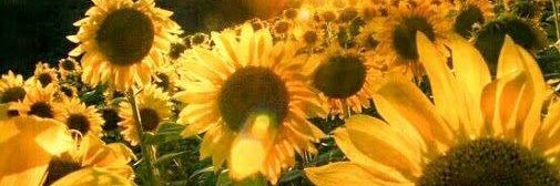 PrairieFairie's profile banner image