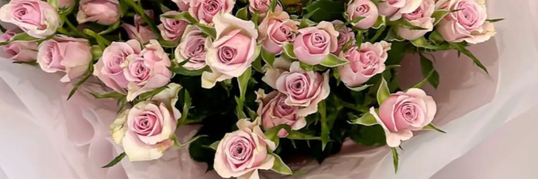 tahoni1's profile banner image