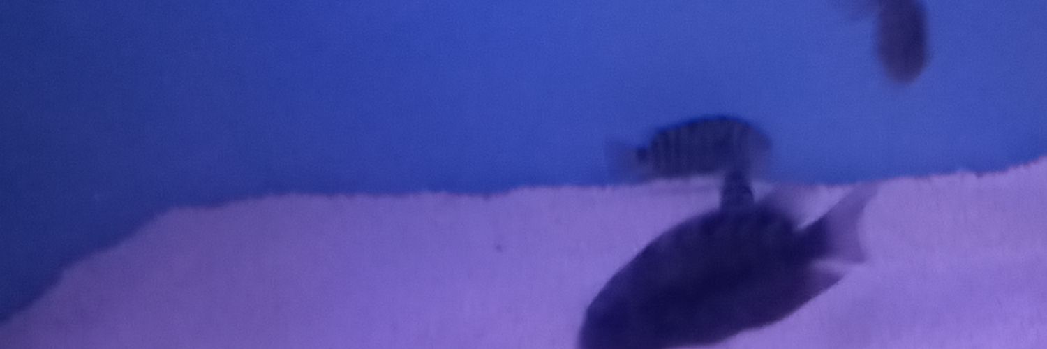 cellbait's profile banner image