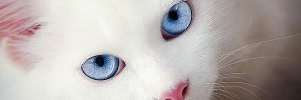 MariaYan1590's profile banner image
